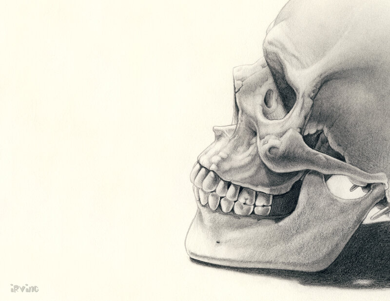 skull side profile drawing