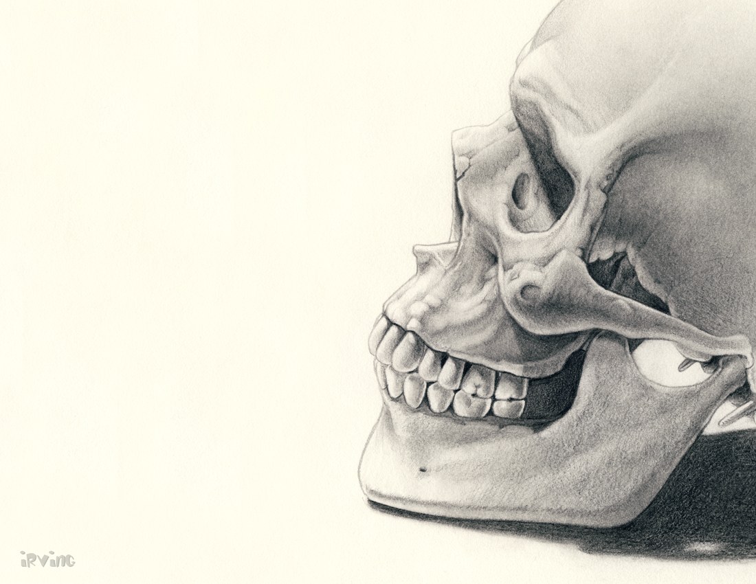 skull side profile drawing