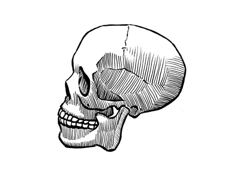 skull side profile drawing