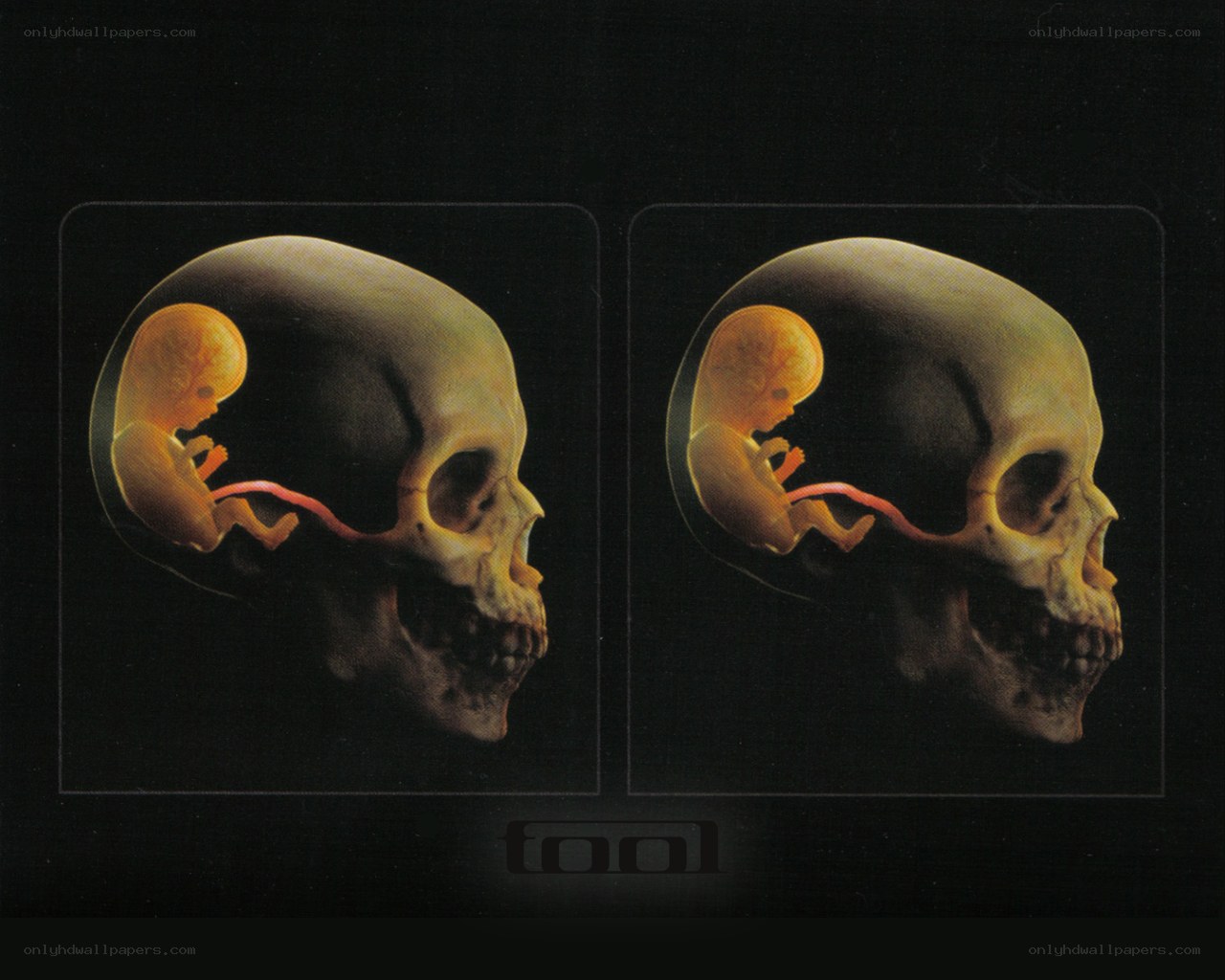skull with fetus image