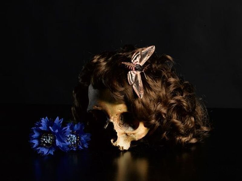 Skull with Hair and Moth