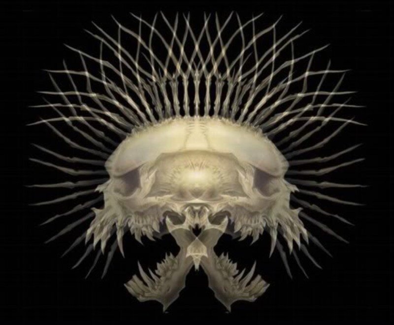 Skull with Spines