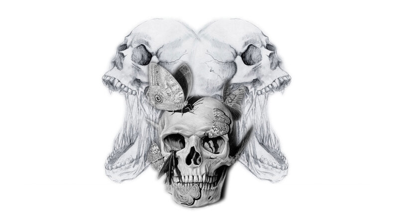skulls and butterflies drawing