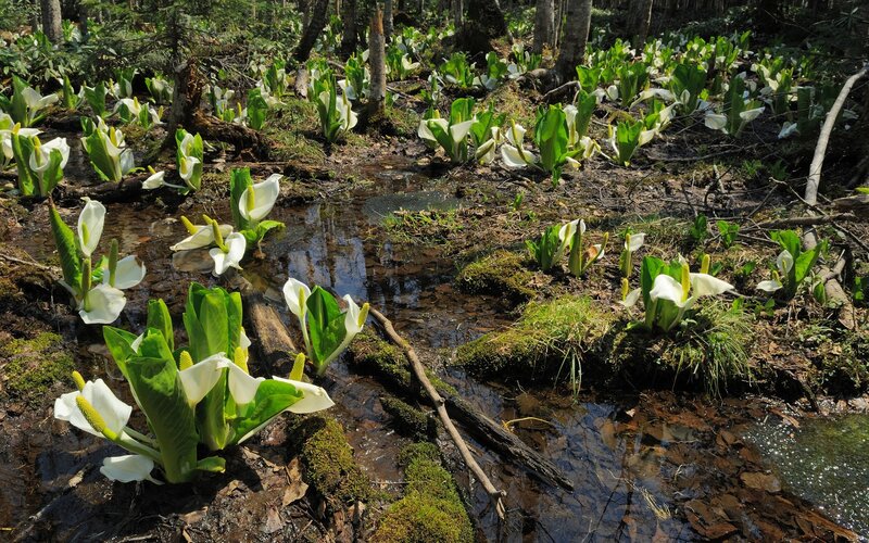 Skunk cabbage in a forest swamp