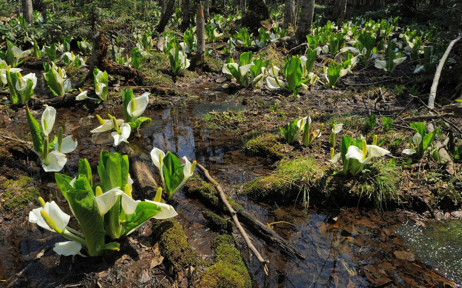 Skunk cabbage in a forest swamp