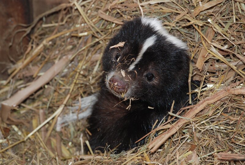 Skunk in Hay