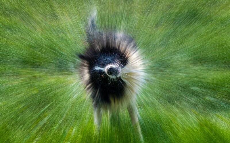 Skunk in Motion