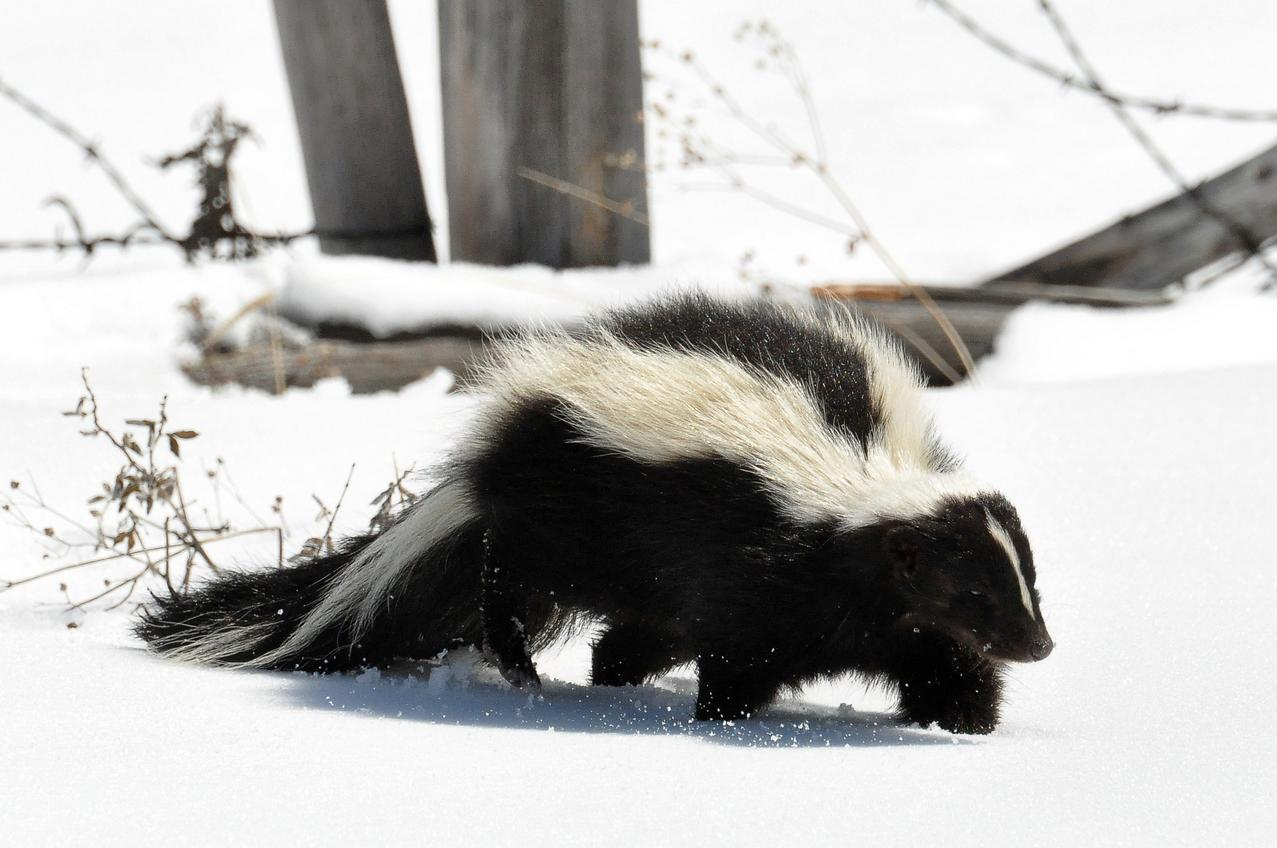 skunk in snowy landscape