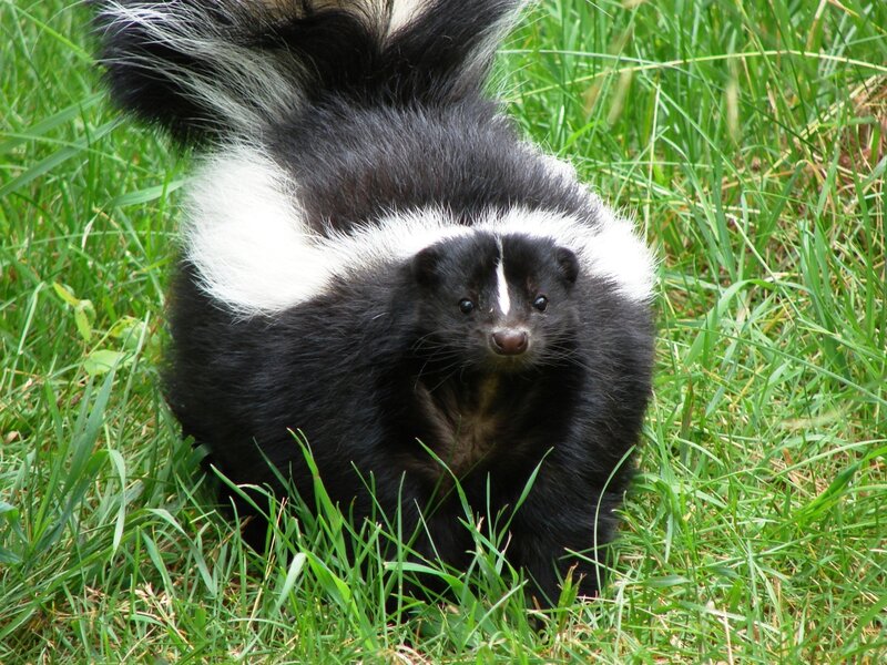 skunk in the grass
