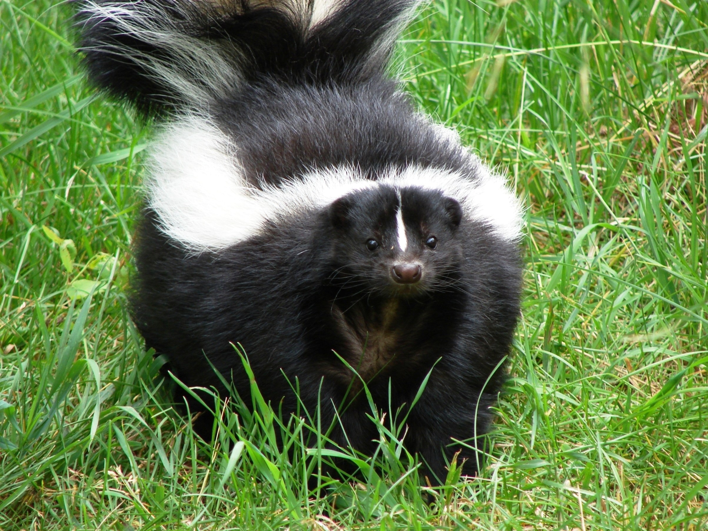 skunk in the grass