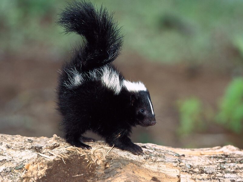 skunk on a log