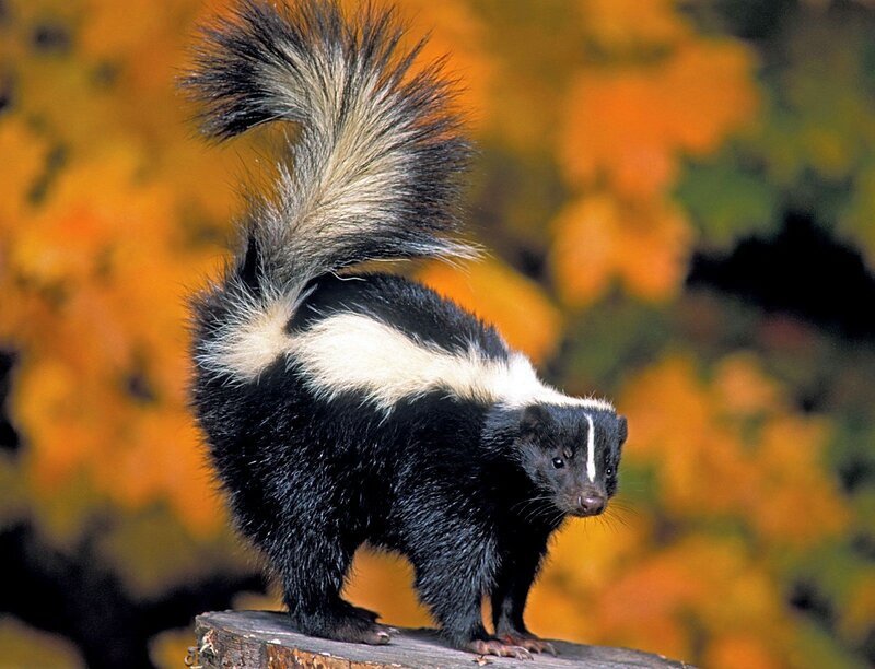 Skunk on a Log — Black, Natural, Autumn