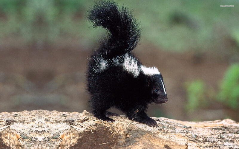 Skunk on a Log — Black