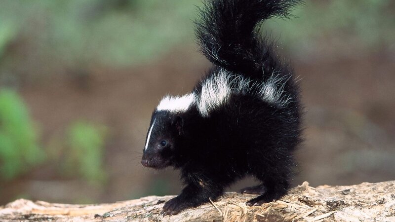 skunk on a log