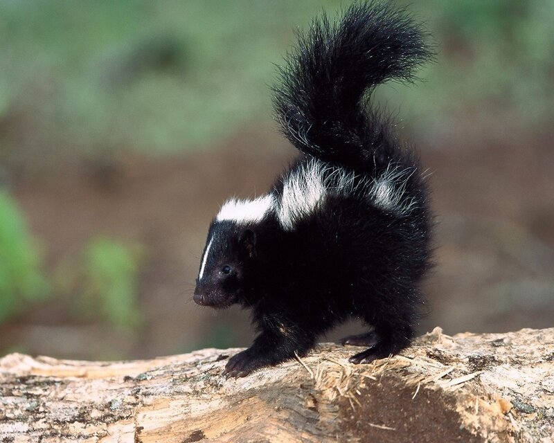 Skunk on Log
