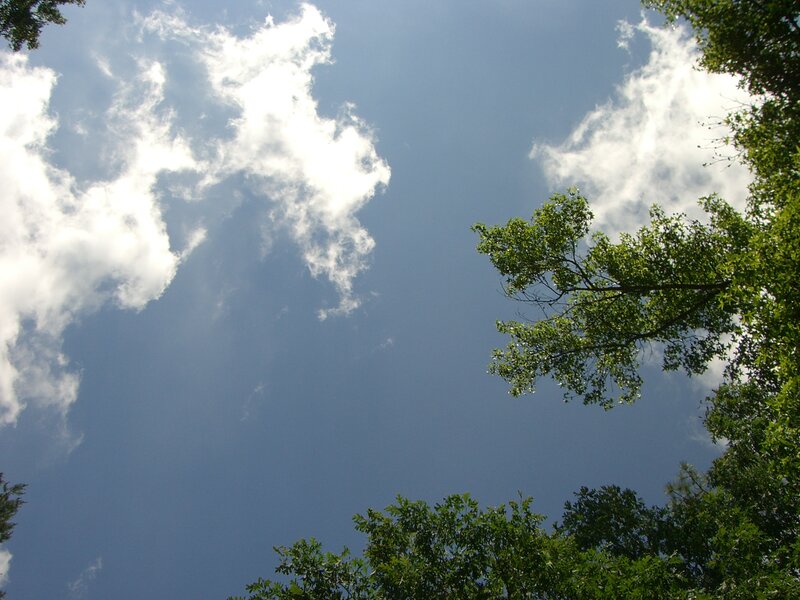 Sky and Tree Canopy