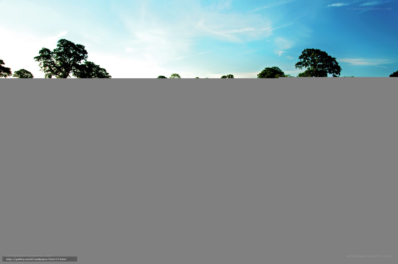 Sky and tree silhouettes