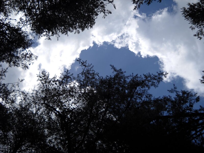 sky through tree branches
