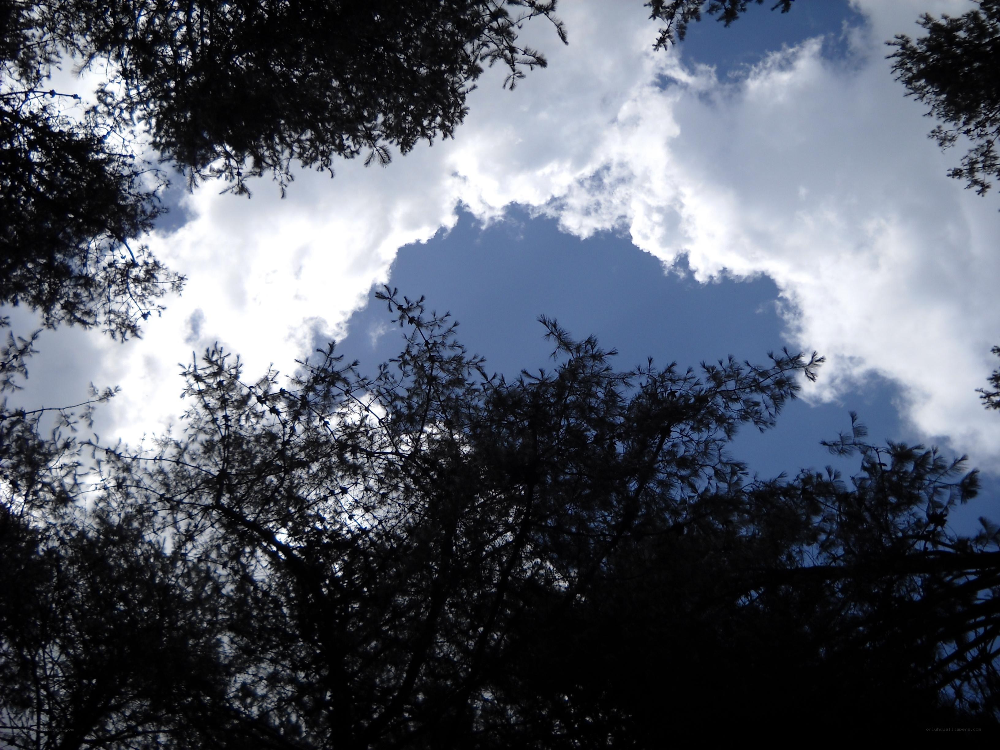 sky through tree branches