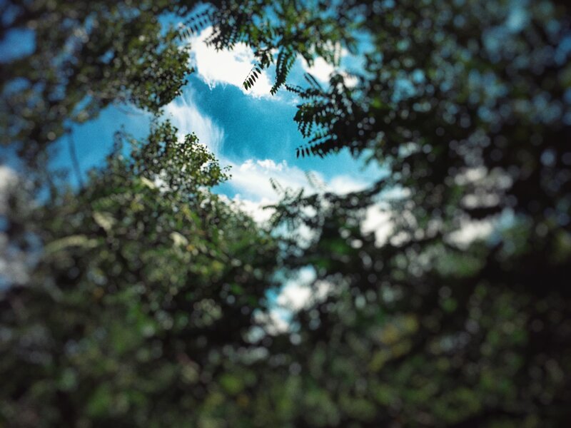 Sky Through Tree Canopy
