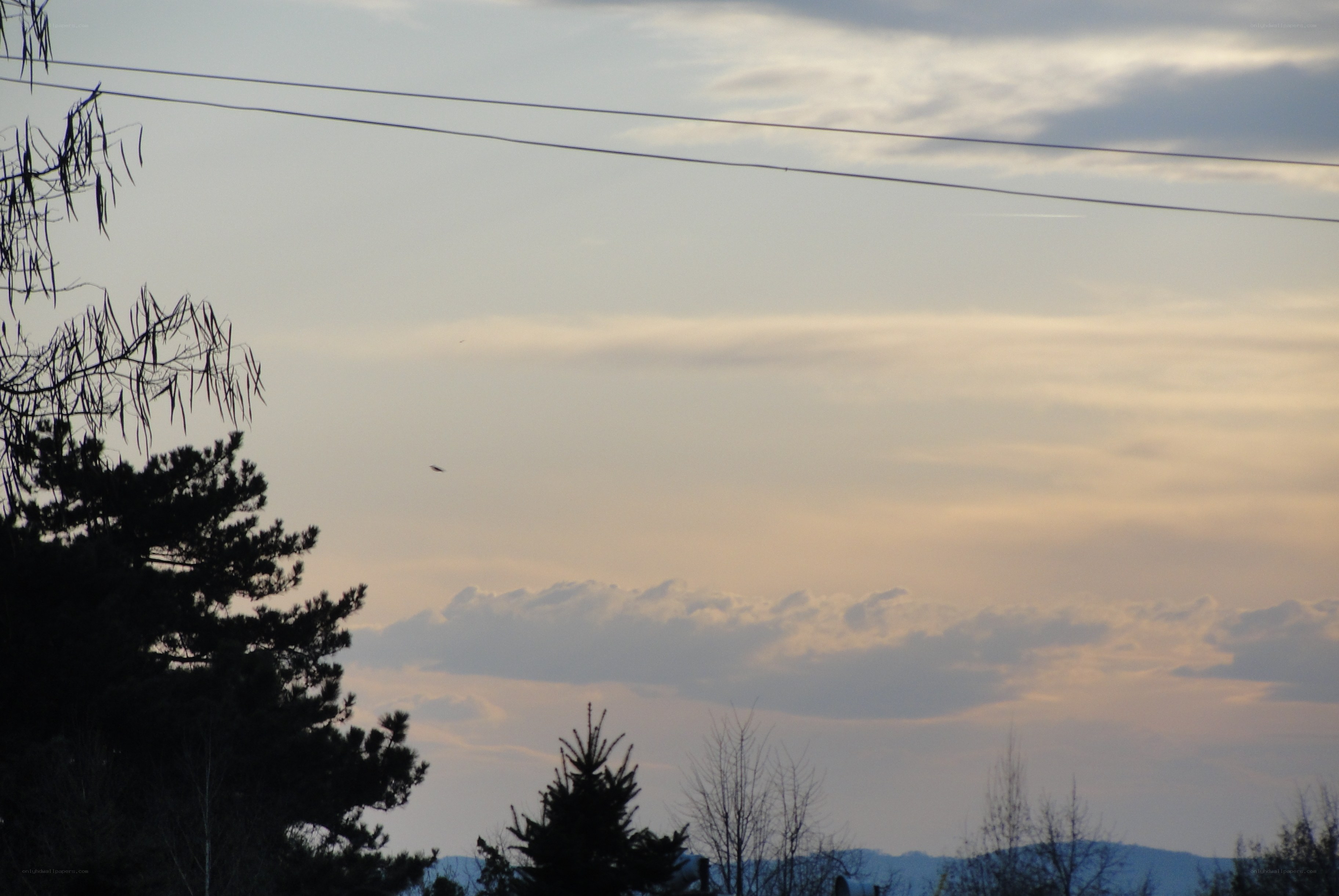 sky with power lines and trees