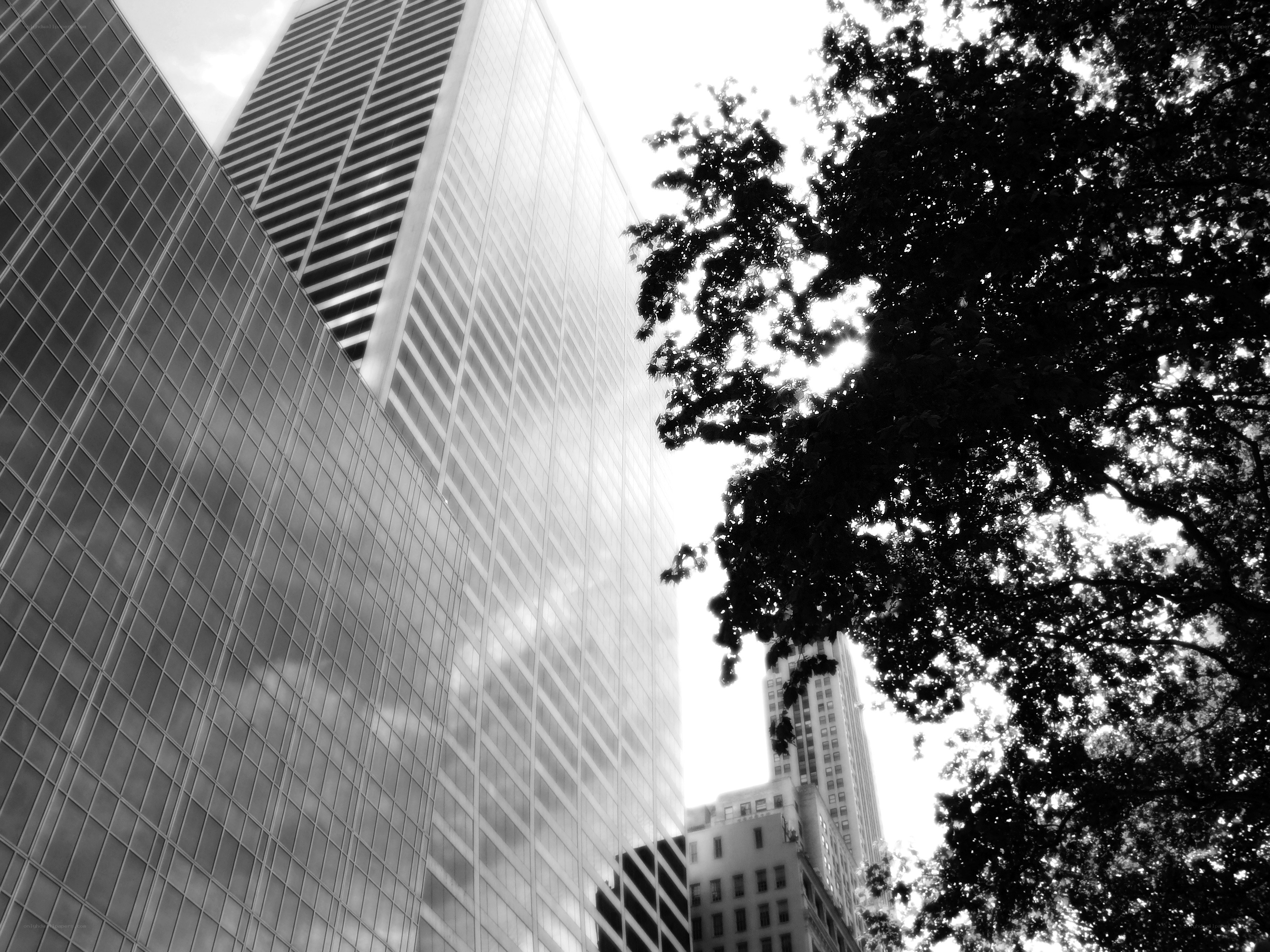 Skyscrapers and tree canopy