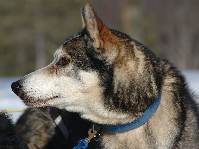 Sled Dog in Profile — Gray