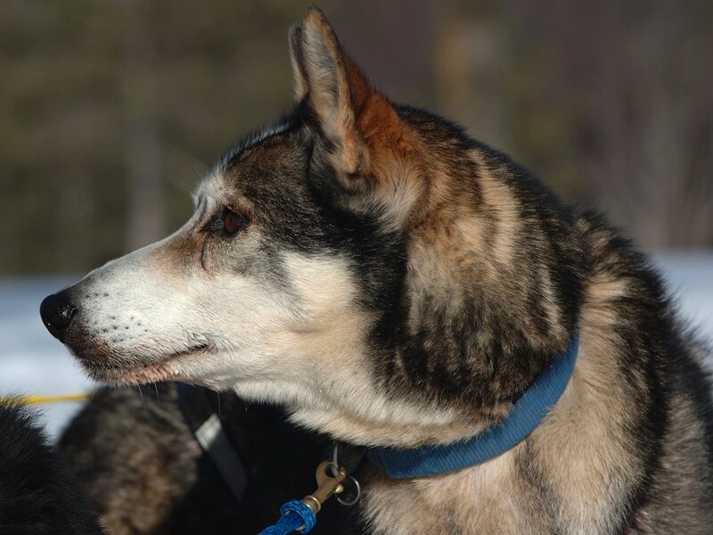 sled dog in profile
