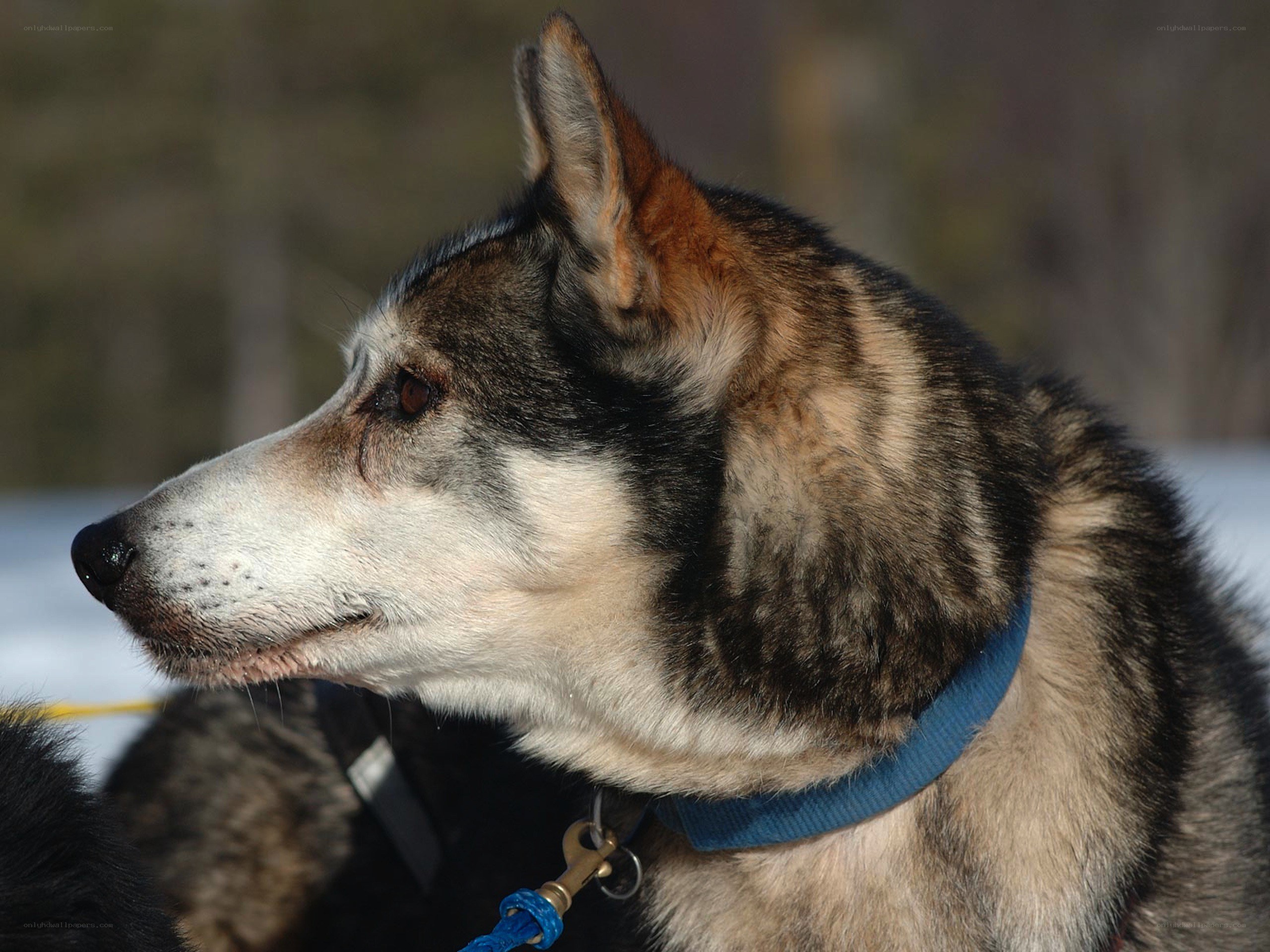 sled dog in profile