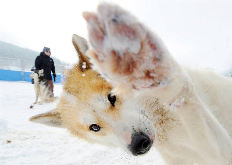 Sled dog in snow