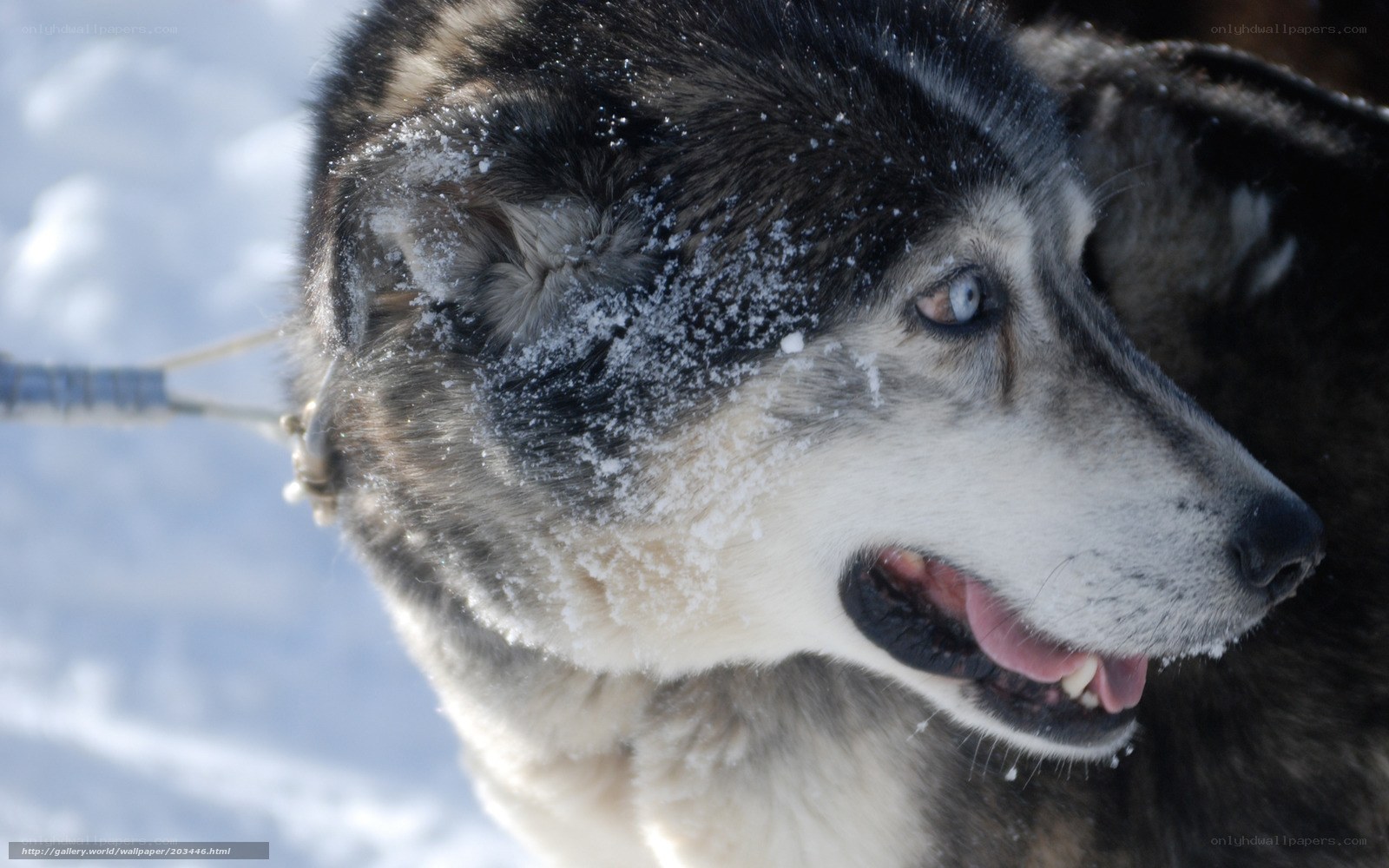 sled dog in snow