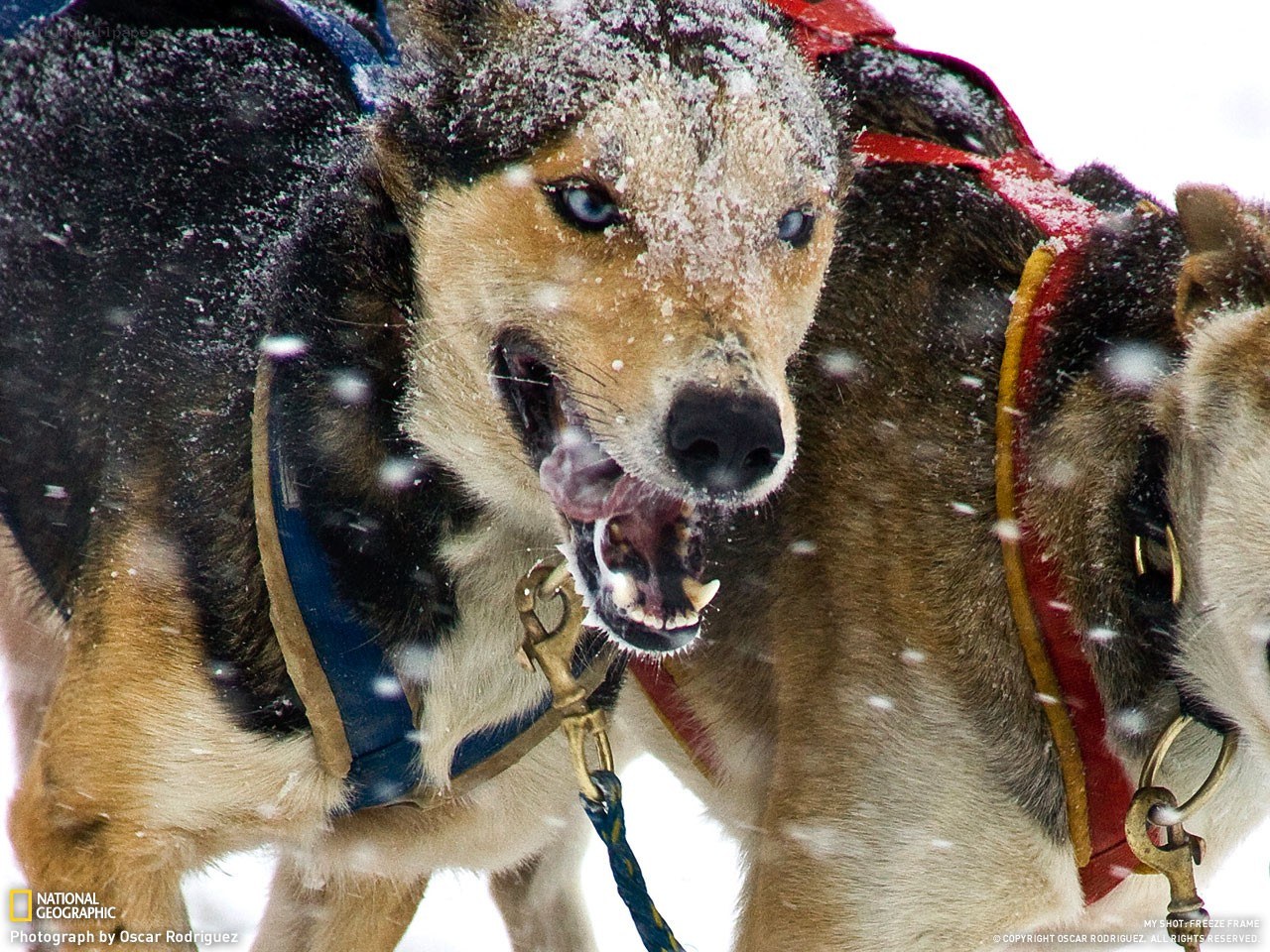 Sled dog in snowstorm