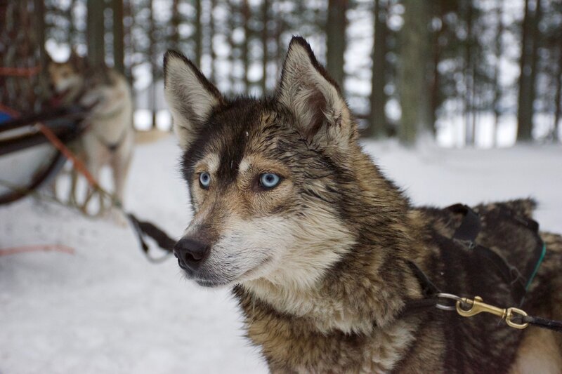 sled dog in snowy forest