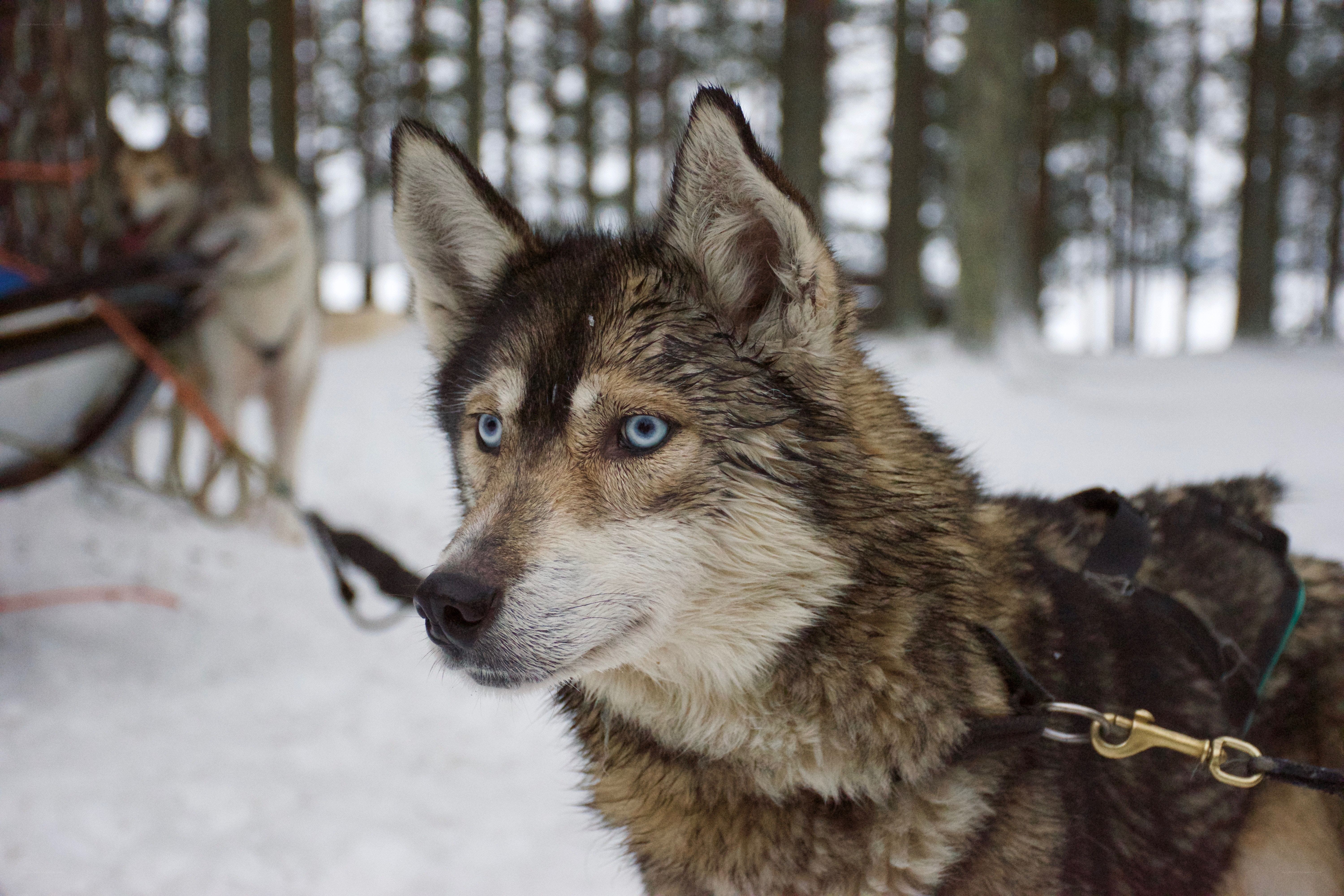 sled dog in snowy forest