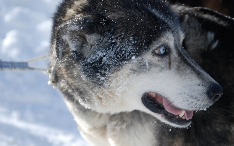 sled dog in snowy landscape