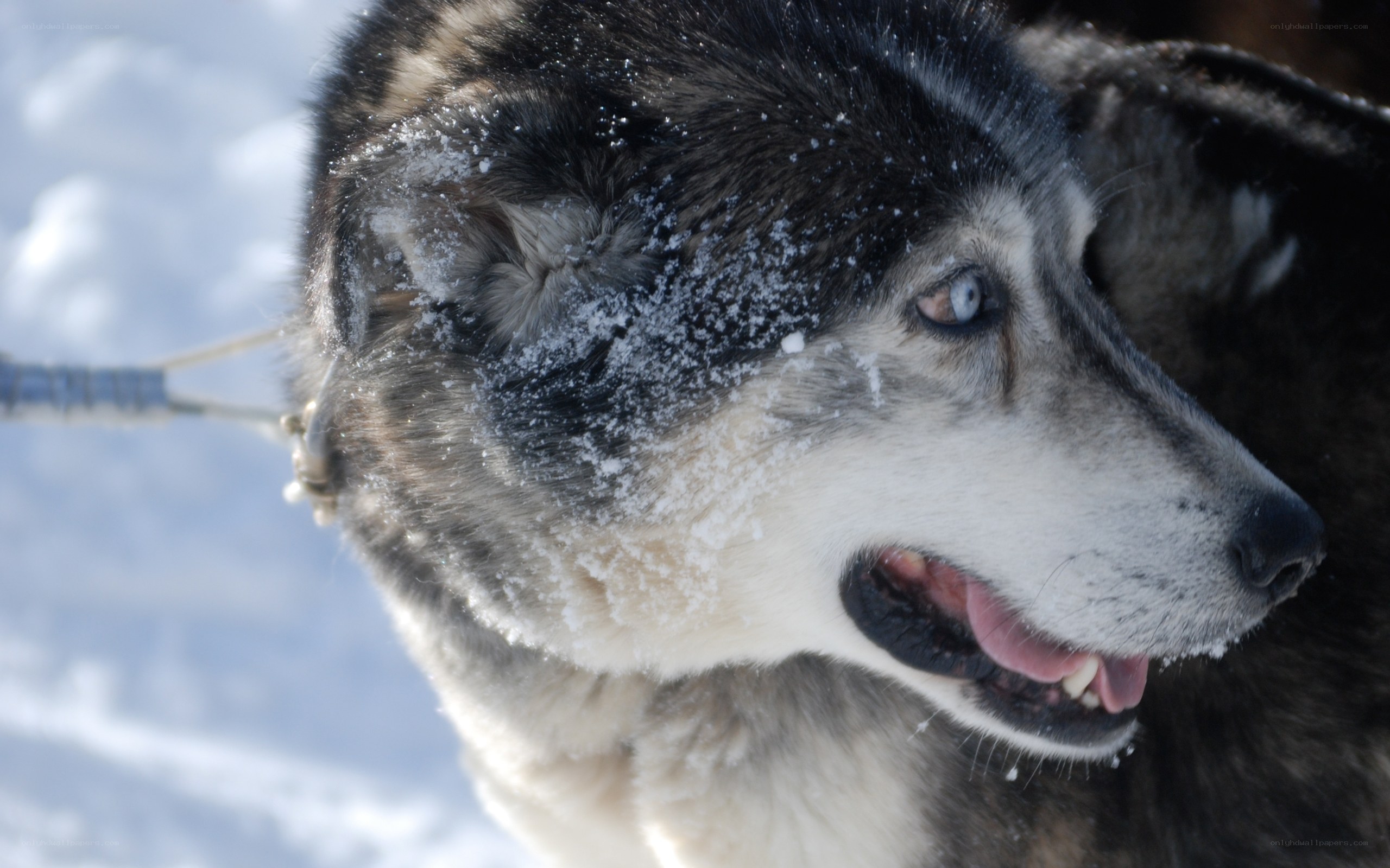 sled dog in snowy landscape