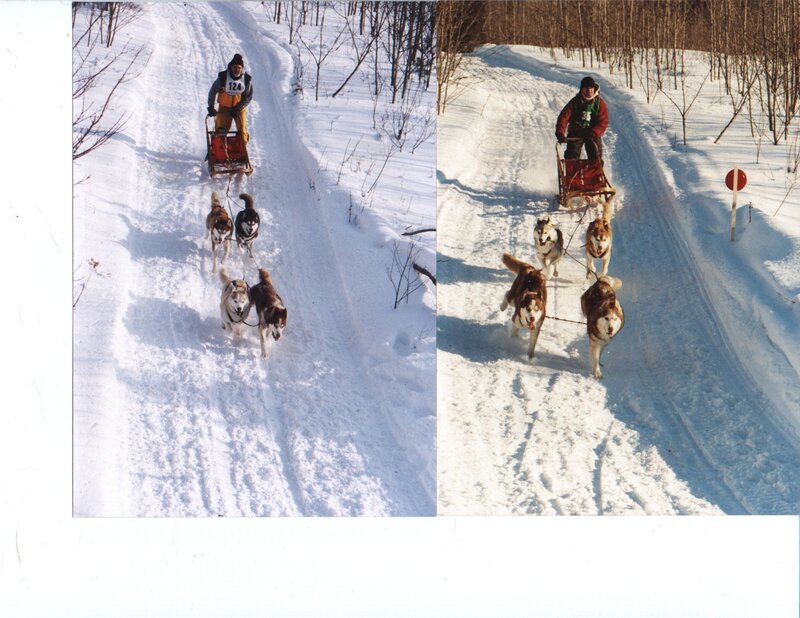 Sled dog racing in winter