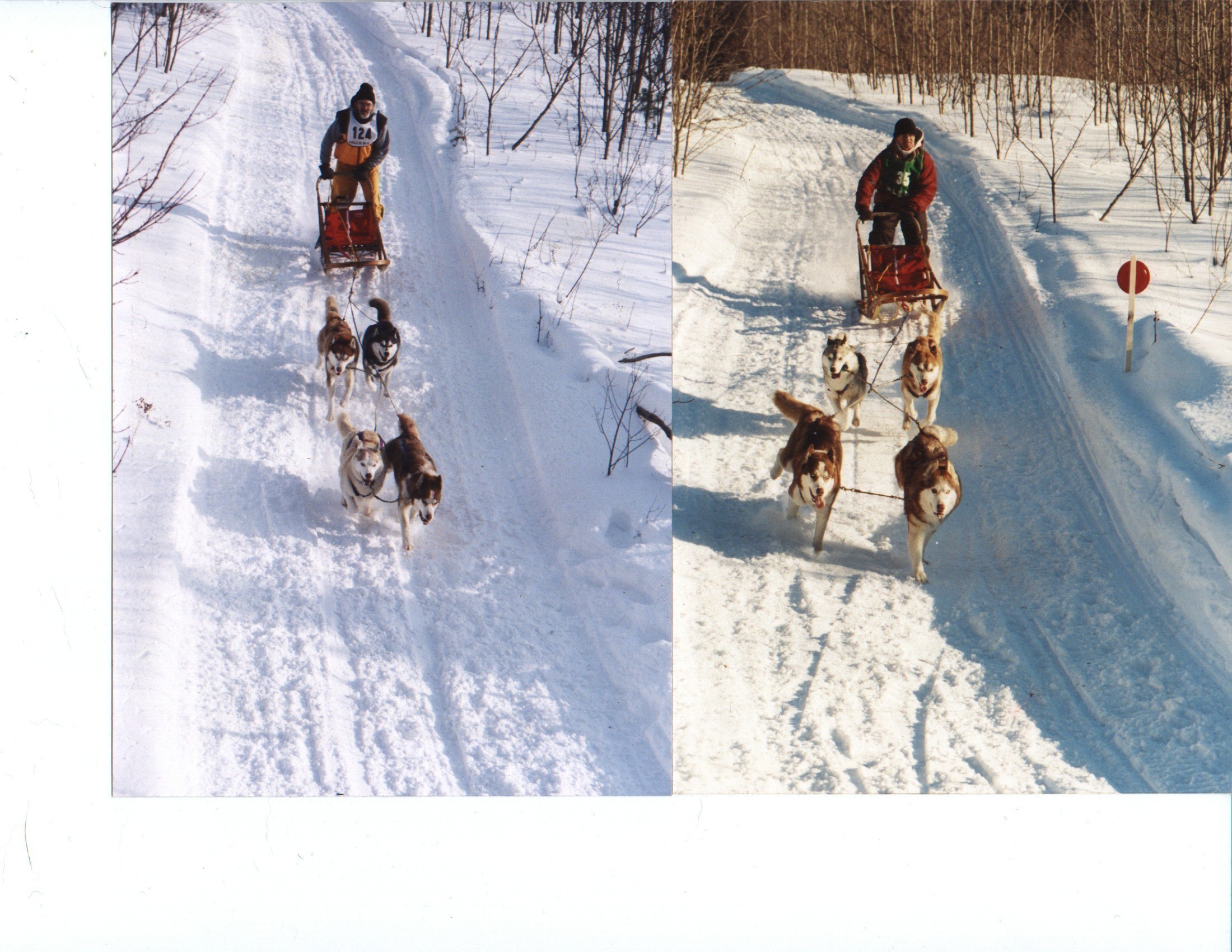 Sled dog racing in winter