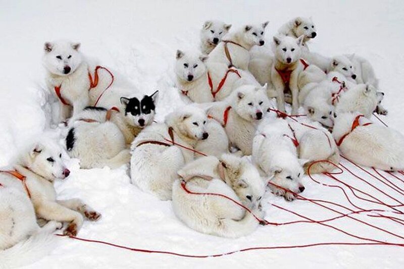 Sled Dog Team in Snow