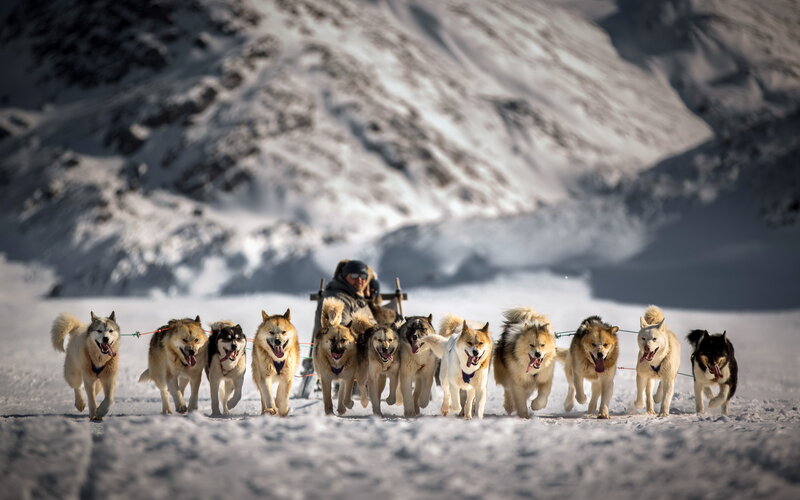 Sled Dog Team in Snow — White