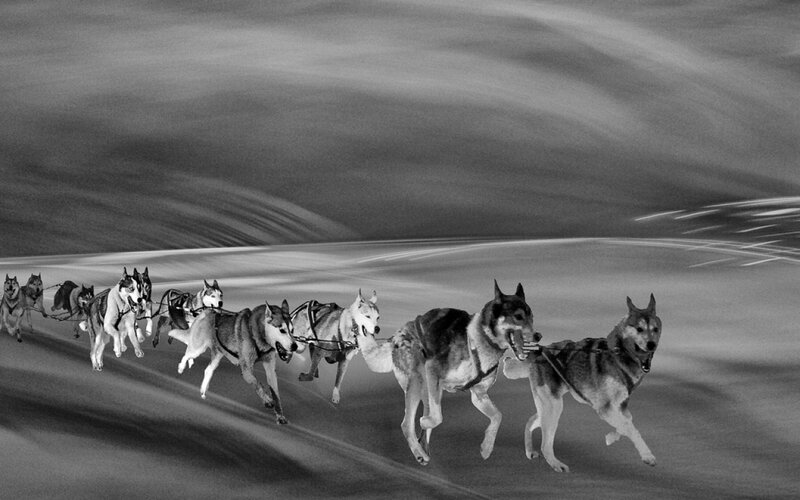 Sled Dog Team Running