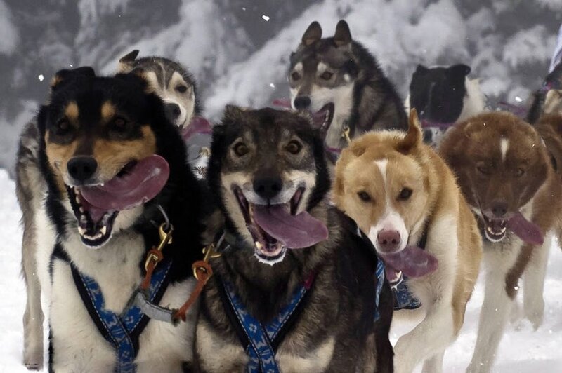 Sled Dogs in Harness