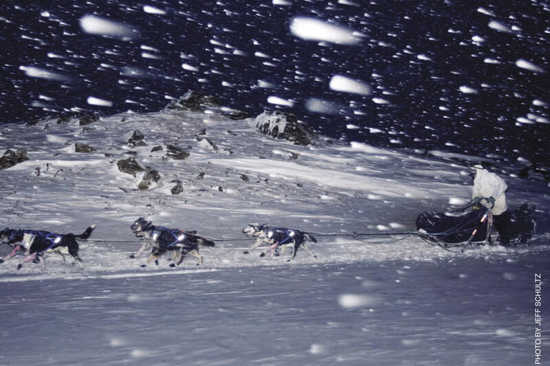Sled Dogs in Snow