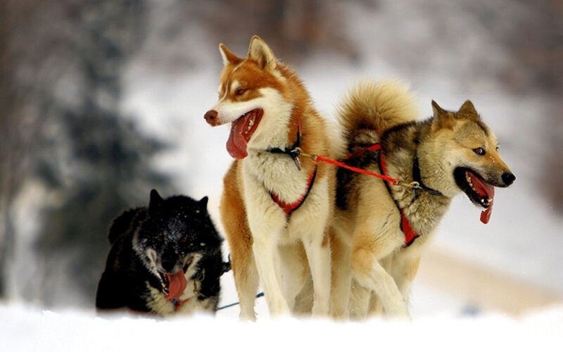 Sled Dogs in Snow — White, Active