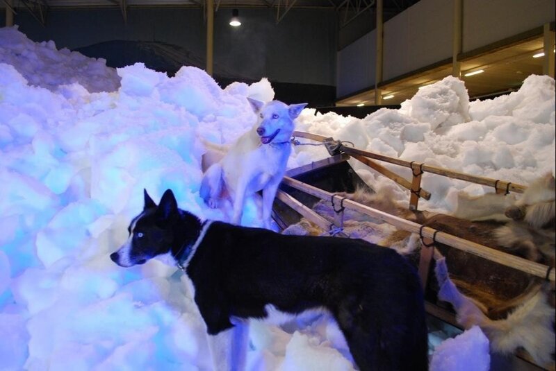 Sled Dogs in Snow — White, Cold, Night
