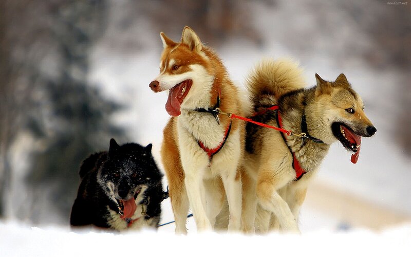 Sled Dogs in Snow — White