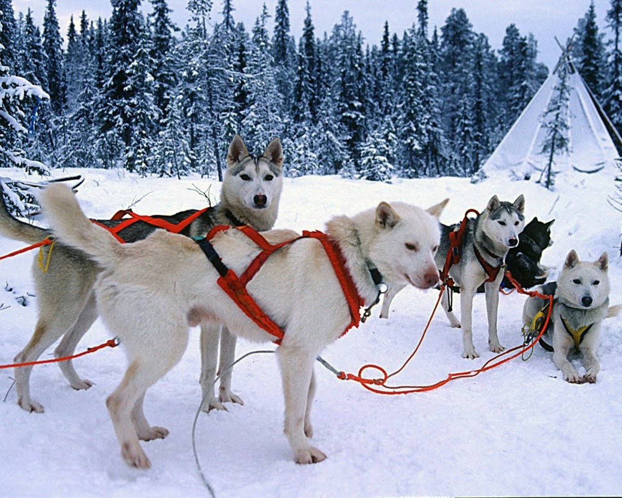 Sled dogs in snowy forest