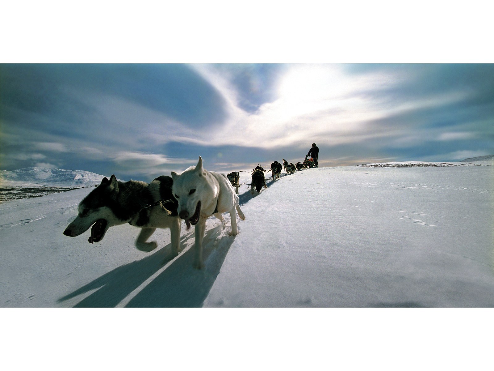Sled dogs in snowy landscape