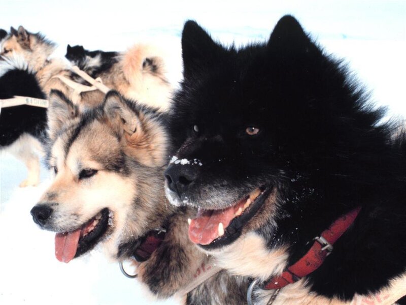 sled dogs in the snow