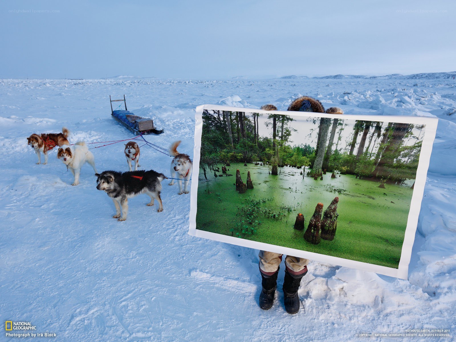 Sled dogs in the snow